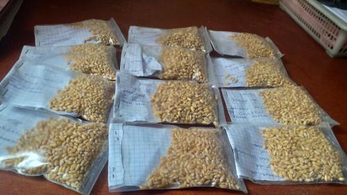 1000 Seed Count