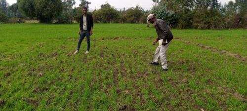 Seed for Planting