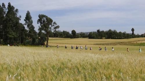 Field Day